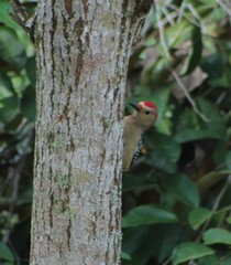 Melanerpes aurifrons