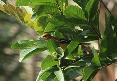 Icterus galbula