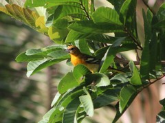 Icterus galbula
