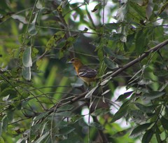 Icterus galbula