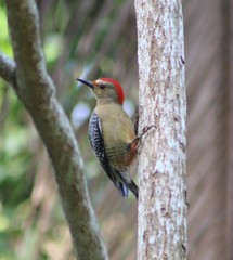 Melanerpes aurifrons