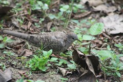 Columbina inca