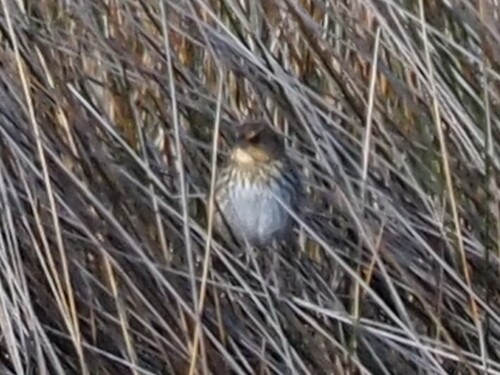 Saltmarsh Sparrow (Ammospiza caudacuta)
