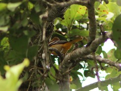 Icterus galbula