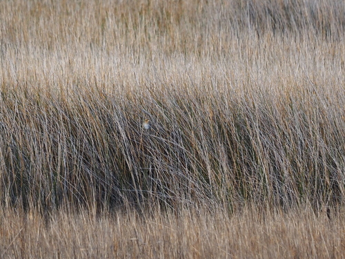 Saltmarsh Sparrow (Ammospiza caudacuta), photo 2