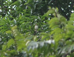 Empidonax