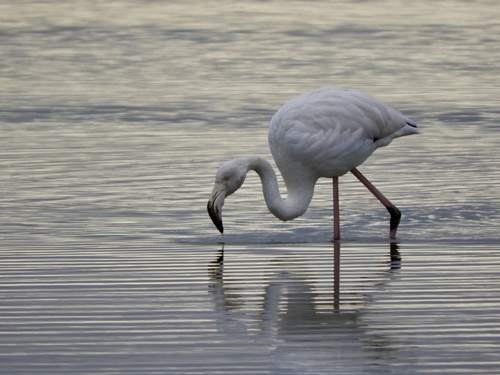 Greater flamingos