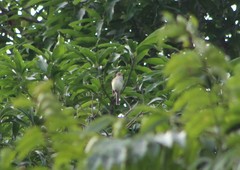 Empidonax