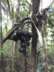 Bactris major