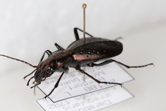 Carabus irregularis irregularis