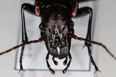 Carabus irregularis irregularis