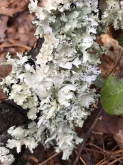 Parmotrema hypoleucinum
