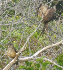 Turdus olivaceus olivaceus