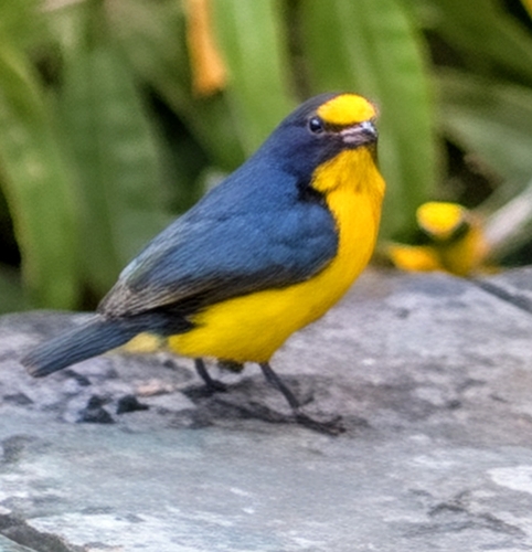 Yellow-throated Euphonia (Euphonia hirundinacea), photo 9
