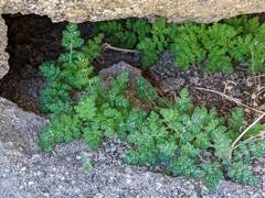 Eucrypta chrysanthemifolia bipinnatifida