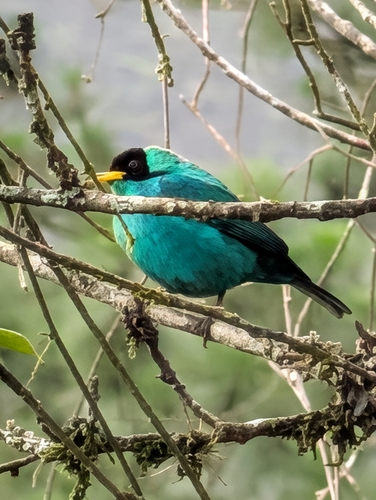 Green Honeycreeper (Chlorophanes spiza), photo 2