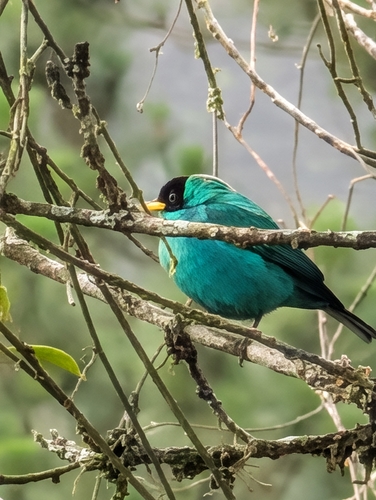 Green Honeycreeper (Chlorophanes spiza), photo 3