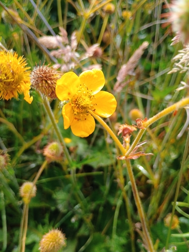 Foto de Geum magellanicum
