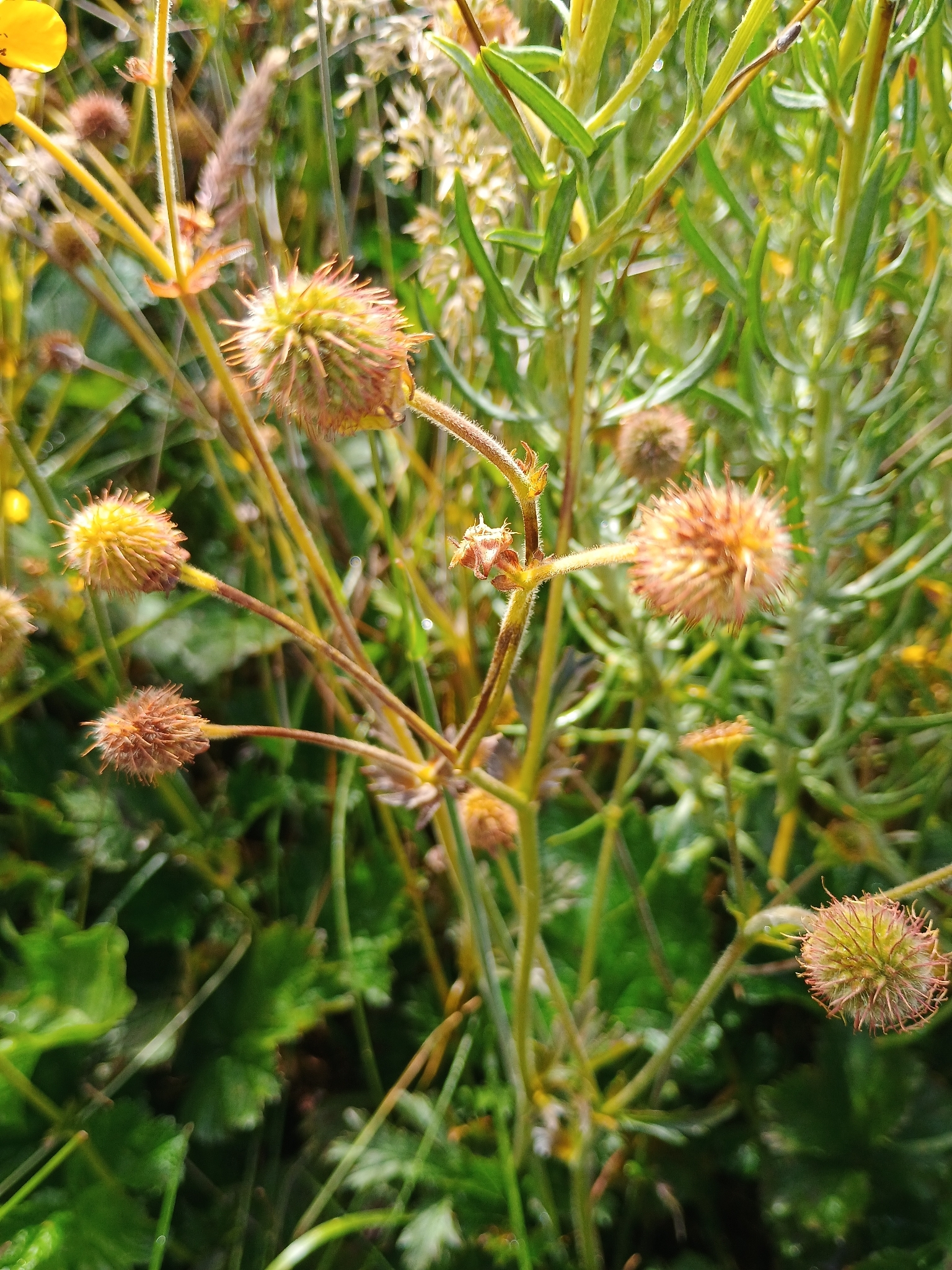 Imagem de Geum magellanicum