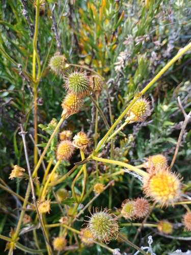 Foto de Geum magellanicum