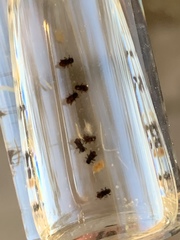 Microcylloepus