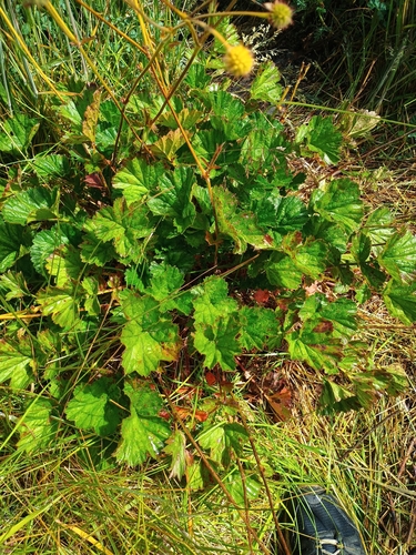 Foto de Geum magellanicum