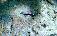 Larabicus quadrilineatus