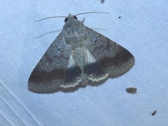 Pandesma