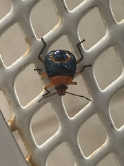 Tynacantha marginata