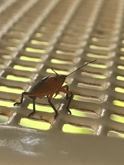 Tynacantha marginata