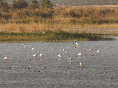 Greater Flamingo