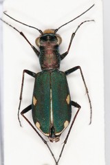 Cylindera germanica
