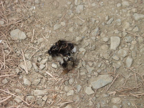 Buff-tailed bumblebee