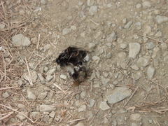 Bombus terrestris canariensis