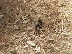 Bombus terrestris canariensis