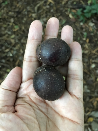 Bactris major · NaturaLista Colombia