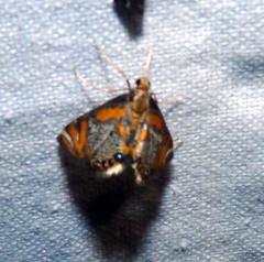 Nymphicula
