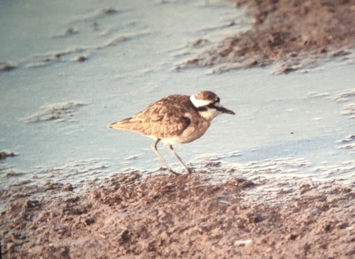 iNaturalist: (c) Eric Wille, some rights reserved (CC BY-NC), uploaded by Eric Wille iNaturalist image