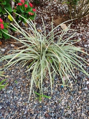 Ophiopogon jaburan