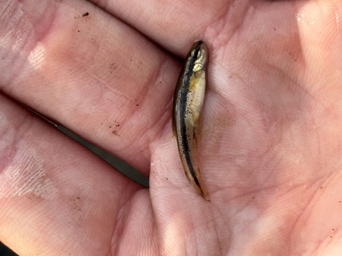Blacknose dace (Rhinichthys atratulus) — Cyprinidae — 3