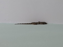 Tarentola mauritanica