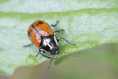 Cryptocephalus octopunctatus