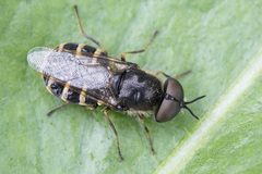 Odontomyia microleon