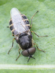 Odontomyia microleon