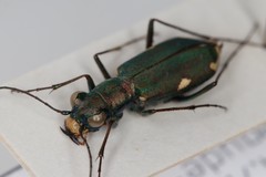 Cylindera germanica