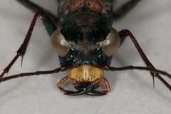 Cylindera germanica