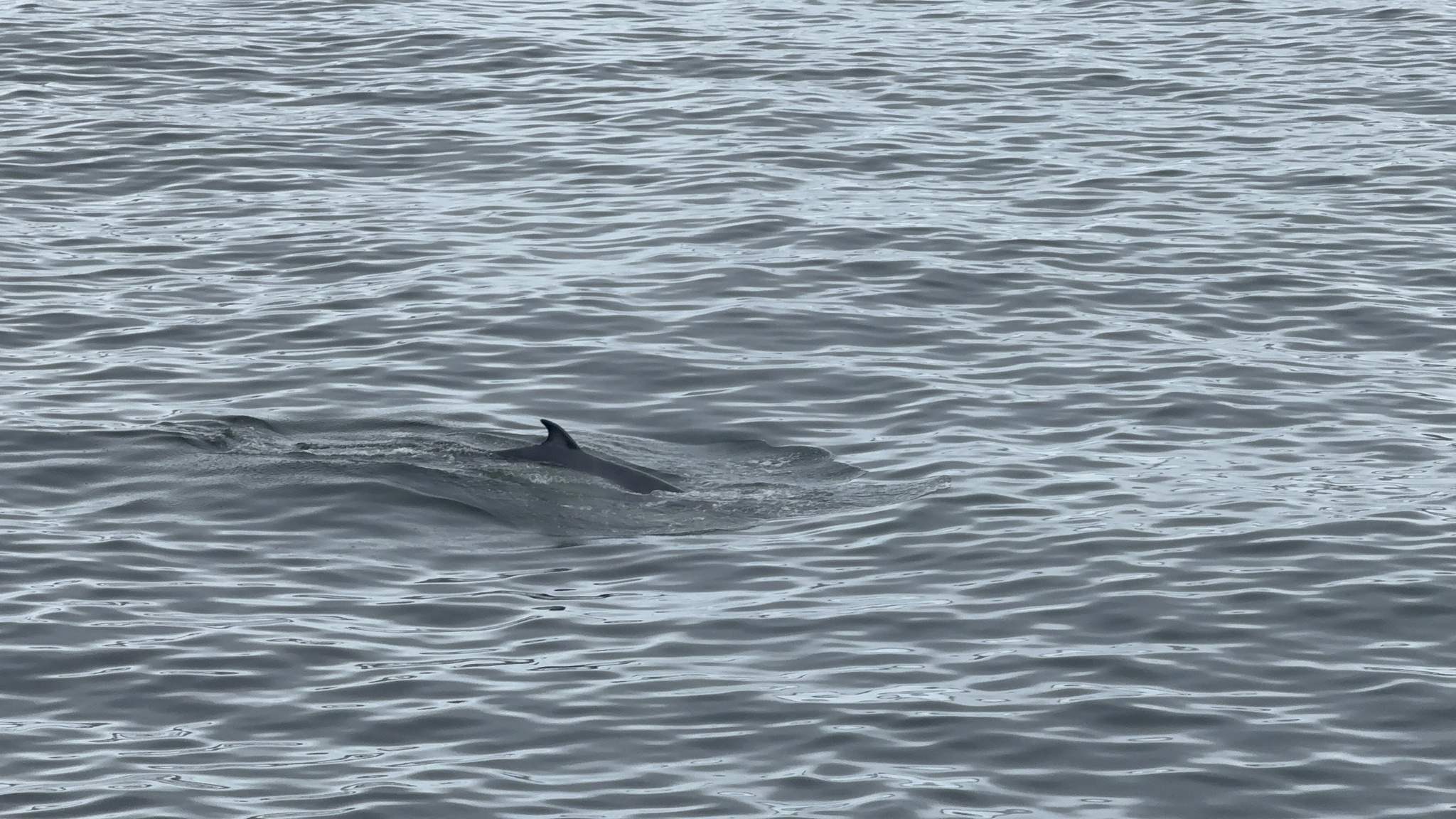 Balaenoptera bonaerensis