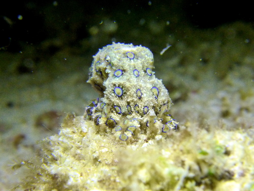 Greater Blue-ringed Octopus (Hapalochlaena lunulata)