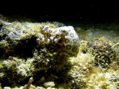 Hapalochlaena lunulata