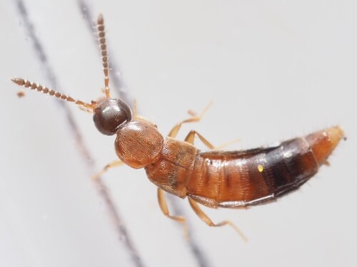 Rove beetle